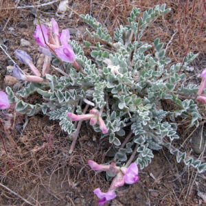 Astragalus utahensis