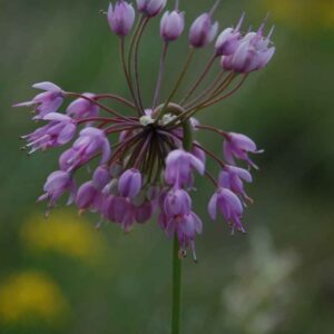 Allium cernuum