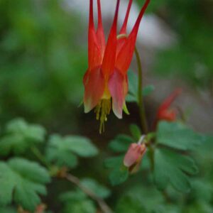 Aquilegia elegantula
