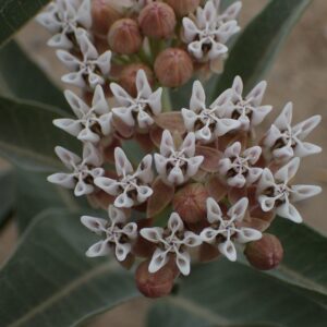 Asclepias hallii