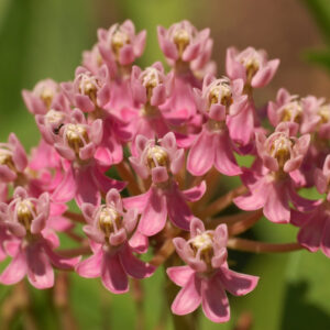 Asclepias incarnata