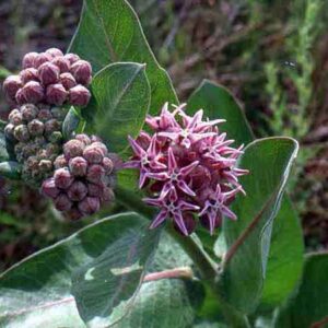 Asclepias speciosa