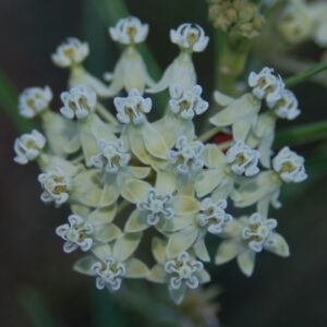 Asclepias subverticillata