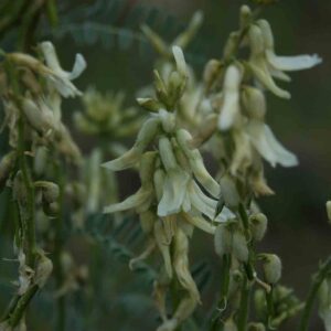 Astragalus drummondii