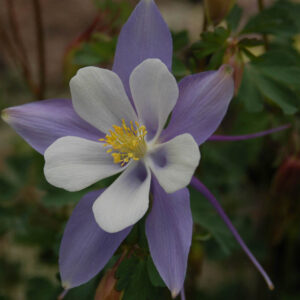 Aquilegia coerulea