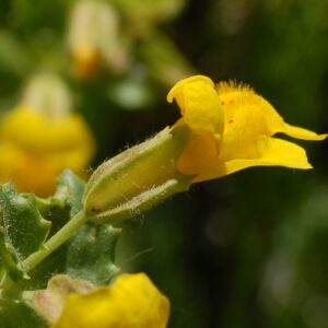 Mimulus guttatus