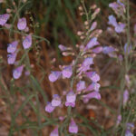 Penstemon comarrhenus