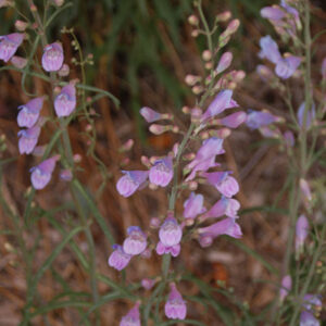 Penstemon comarrhenus