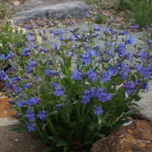 Penstemon cyanocaulis