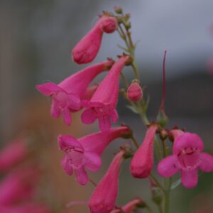 Penstemon pseudospectabilis