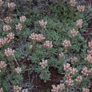 Antennaria parvifolia