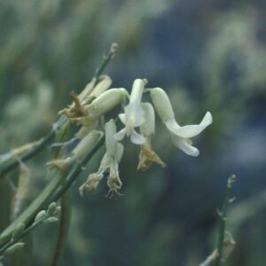 Astragalus convallarius