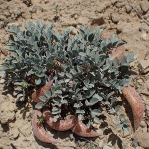 Astragalus shortianus