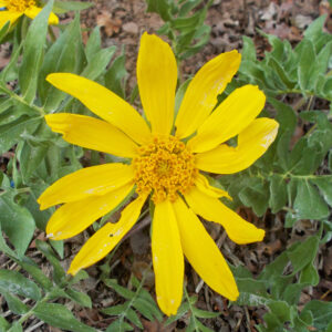 Balsamorhiza macrophylla