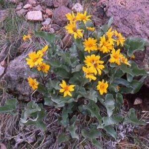 Sage Country Wildflowers