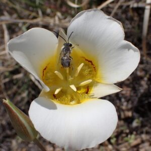 Calochortus gunnisonii