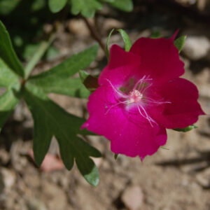 Callirhoe involucrata