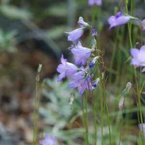 Campanula rotundifolia