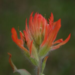Castilleja miniata