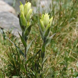Castilleja occidentalis