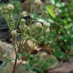 Chaenactis douglasii