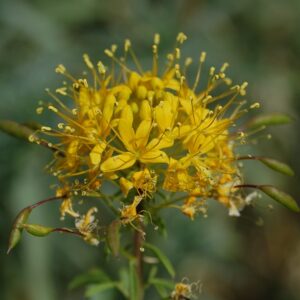 Cleome lutea