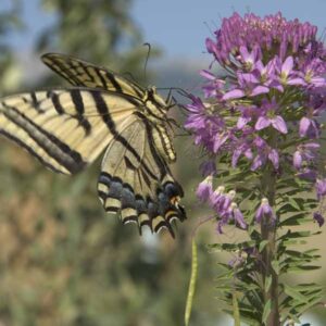 Pinon Juniper Wildflowers