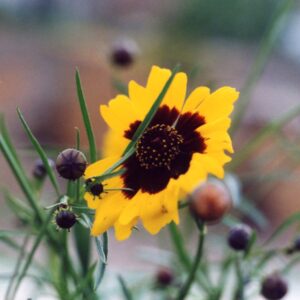 High Plains Foothills Wildflowers