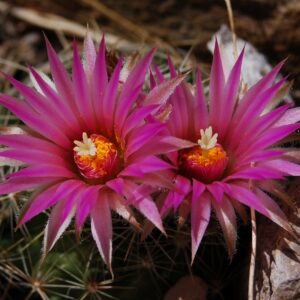 Coryphantha vivipara