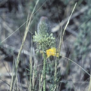 Dalea cylindriceps