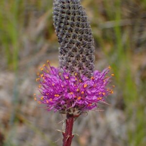 Dalea purpurea