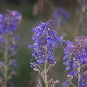 Delphinium occidentale