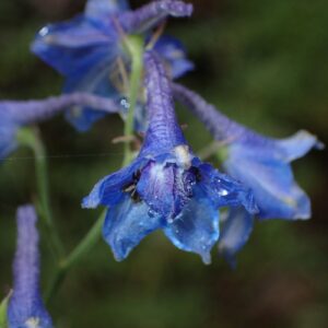 Delphinium ramosum
