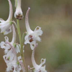 Delphinium virescens