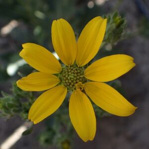 Engelmannia peristenia