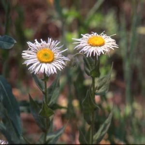 Erigeron elatior