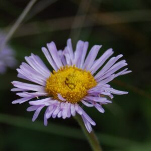 Erigeron formosissimus