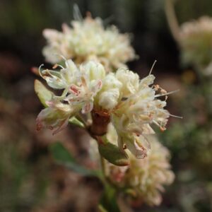 Eriogonum jamesii