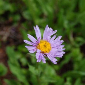 Erigeron peregrinus