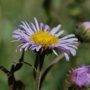 Erigeron speciosus