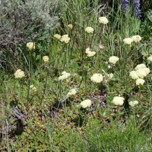 Eriogonum subalpinum