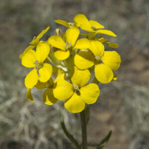 Erysimum capitatum