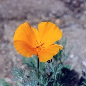 Eschscholzia californica