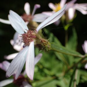 Eucephalus engelmannii