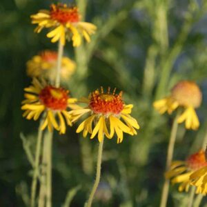 Gaillardia pinnatifida