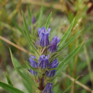 Gentiana affinis