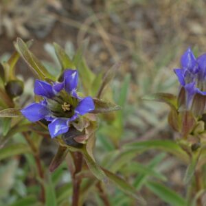 Gentiana parryi
