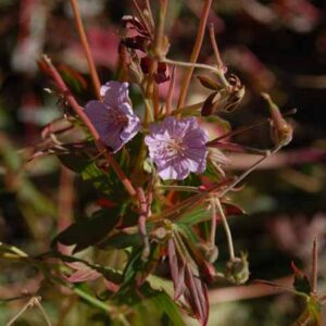 Geranium viscosissimum