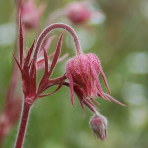 Geum triflorum