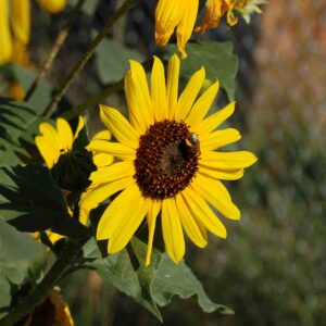 Helianthus annuus